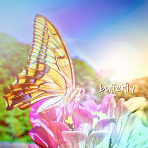 butterfly (暦-koyomi- ACOUSTIC BAND Ver.)