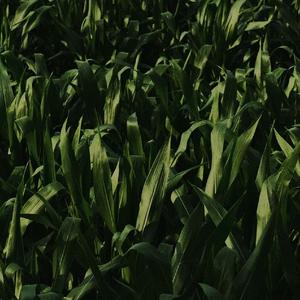 不要温和地走进那个良夜