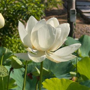 帰ってきたあとで — 父の別れの唄