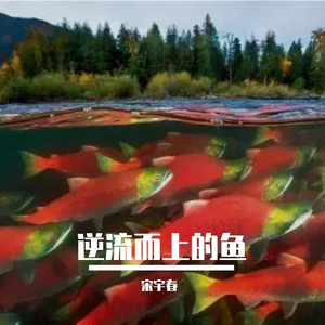 逆流而上的鱼