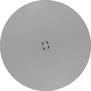 Flautia (Original Mix)