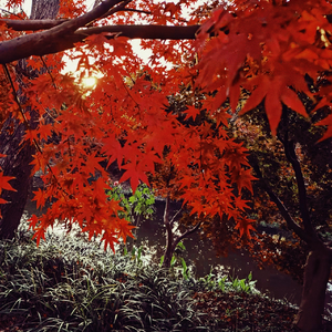 路过的不是天堂