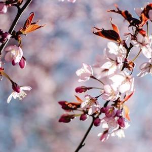 【FREE】“ 长安忆 ” - 中国风 × Gunna Chinese Type Beat