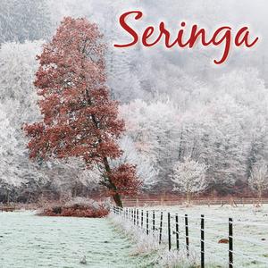 Seringa