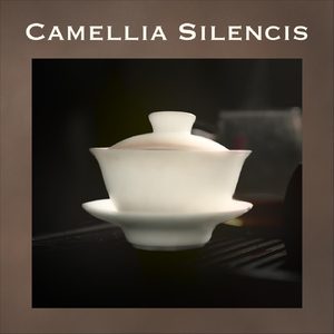 Camellia Silencis