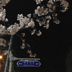 梨花雨