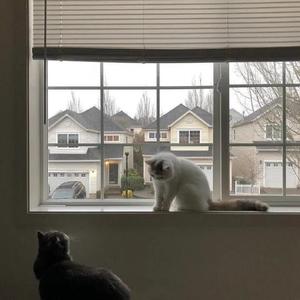 楼顶上的小斑鸠（cover队长）