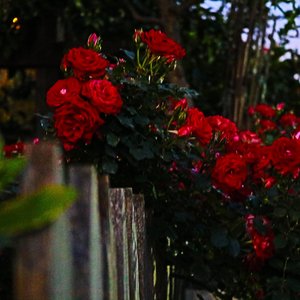 杀人狂魔鼠尾草.wav