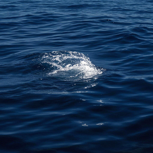 深蓝（cover：陈婧霏）