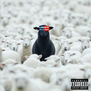 Black Sheep Engineer