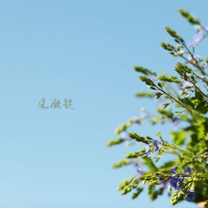 入莲池 (竖琴)