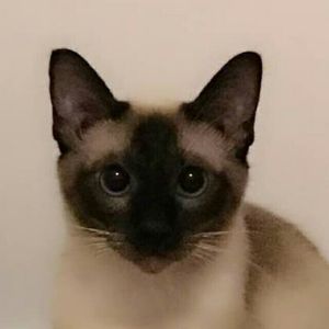 舔瓶盖的猫 - Dream（舔瓶盖的猫 remix）