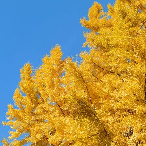 坠入大海的尘埃（翻自音乐剧《人间失格》）