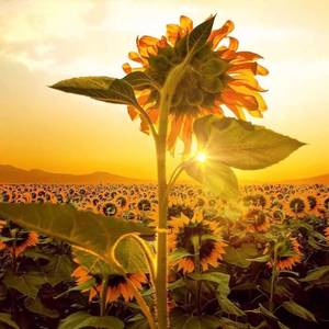 Wiz Khalifa-see you（DJStarchild remix）