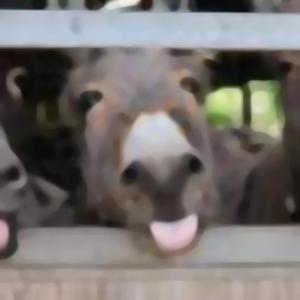 Donkey