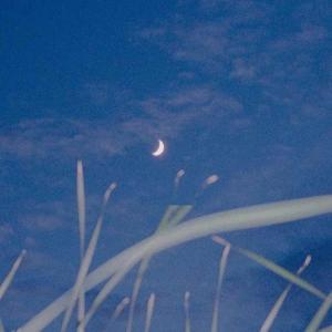 【钢琴】打上花火 DAOKO×米津玄师