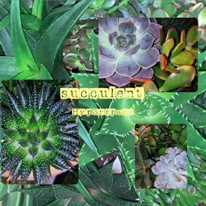 Succulent