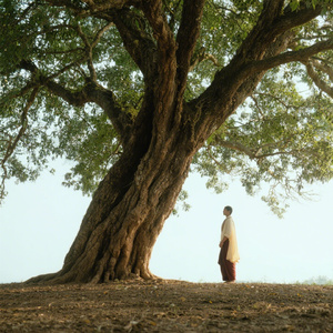 菩提树下心无悔