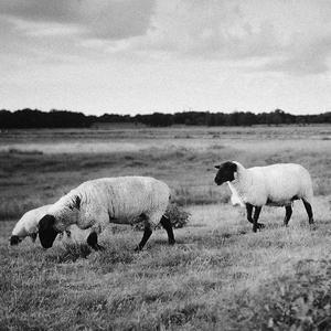 Good Night Dr. Lämmerbein