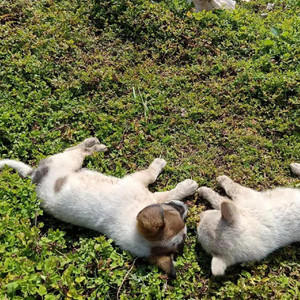 云滔-土坡上的狗尾草（DJ ProgHouse版）（云滔 remix）