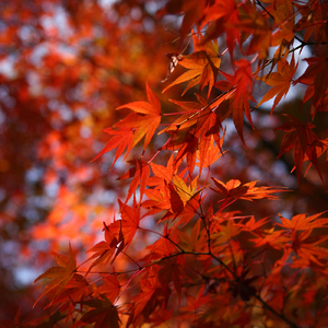 あきのうた (feat. 森本ケンタ)