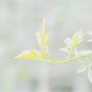 初生的太阳 （胎教音乐晚期）