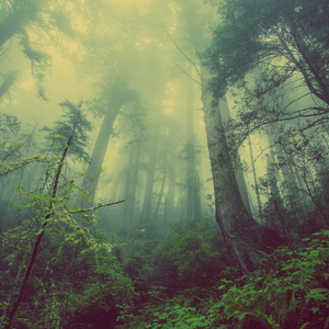 雨落桃花故人归