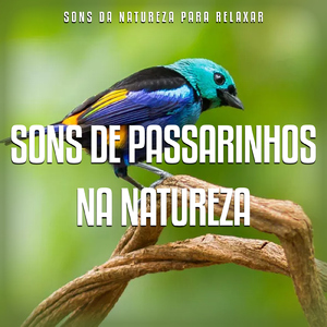 Passarinho Assobiando