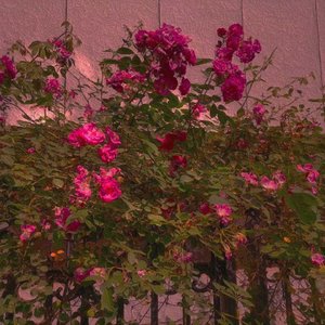 Dream Drop（Prod.NEONMUSIC）（Demo）