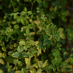 განმანათლებლობის ძიებაში აურის არსებობა