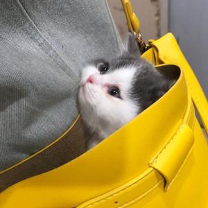 燕无歇dj（翻自 是七叔呢）