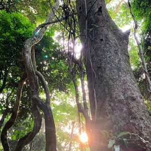 [FREE]''回声''Afro X Afrobeatz X kkluv Type Beat