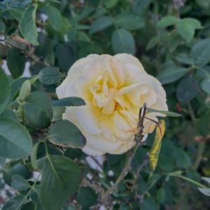 Look In Your Eyes (feat. MORENITO)