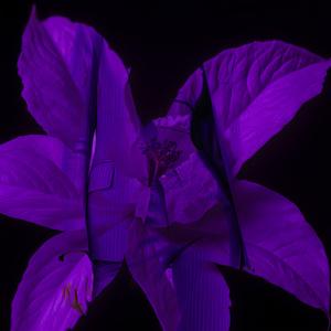 Ultraviolet (feat. Ava Maria Lucas)