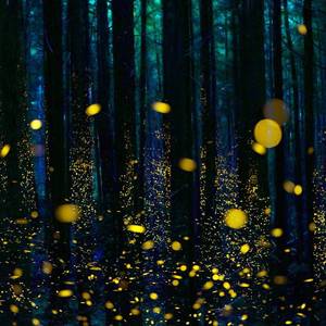 千里共婵娟 片段（cover：程响）