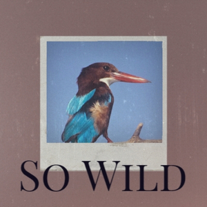 Serenade Of The Bells