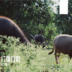 打跳欢歌｜葫芦丝