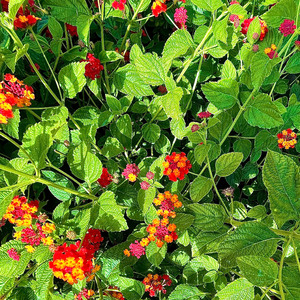 საზღვაო