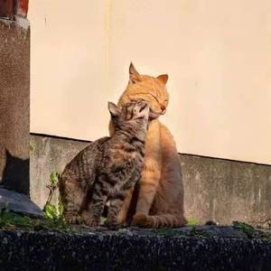 （笑）（翻唱自太一）