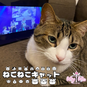 ねこねこキャット
