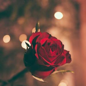 Kamu Cantik Tapi Sayang