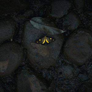 潮汐，蝴蝶，涟漪，灰色 (Prod N2U _Beatz)