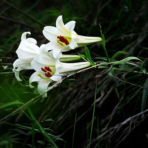 野百合也有春天