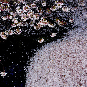 シュレーディンガーの猫