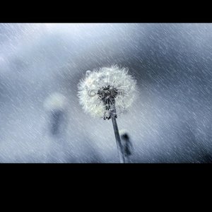 雨下的花朵翻唱