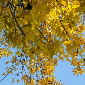 思念逝去的父亲