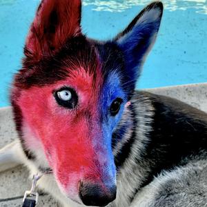 USA BROTHER 我的美国好兄弟