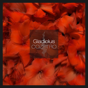 Gladiolus