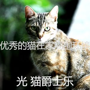 诗意的猫在家节奏