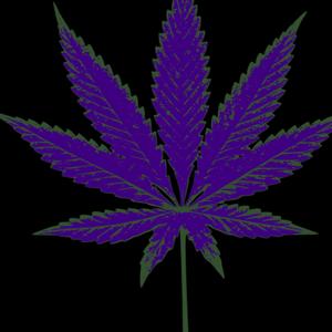 Purple Rain Purple Flowers